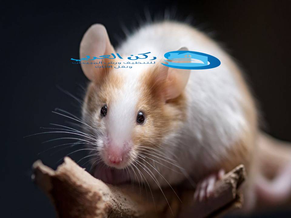 شركة مكافحة الفئران بالمذنب