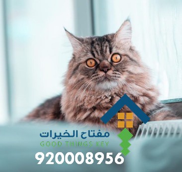 افضل شركة صيد قطط جنوب الرياض 920008956