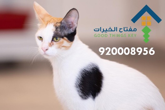 افضل شركة صيد قطط شرق الرياض 920008956