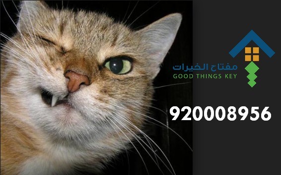 افضل شركة صيد قطط شمال الرياض 920008956