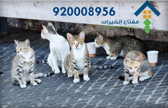 افضل شركة صيد قطط غرب الرياض 920008956