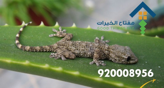 افضل شركة مكافحة البرص جنوب الرياض 920008956