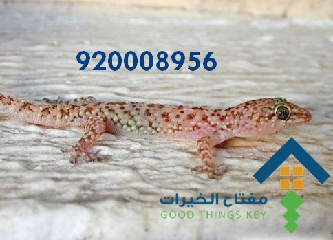 افضل شركة مكافحة البرص شمال الرياض 920008956