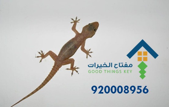 افضل شركة مكافحة البرص غرب الرياض 920008956