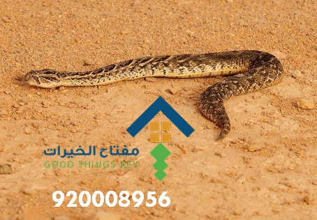 افضل شركة مكافحة الثعابين جنوب الرياض 920008956