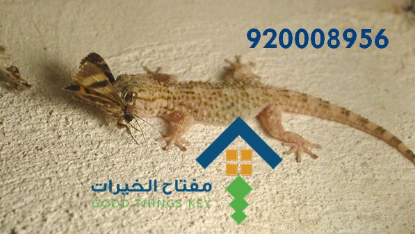 افضل شركة مكافحة الوزغ جنوب الرياض 920008956