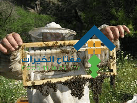 شركة مكافحة النحل شرق الرياض