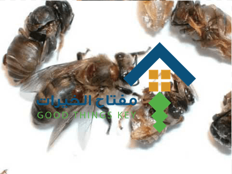شركة مكافحة النحل غرب الرياض