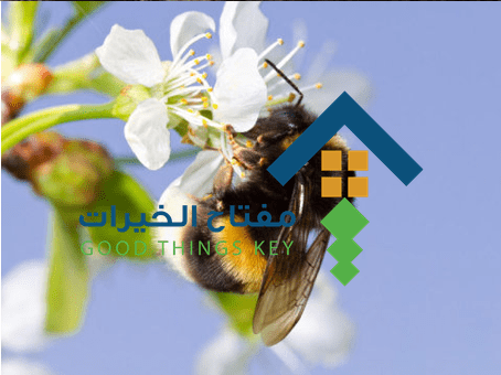 شركة مكافحة النحل غرب الرياض
