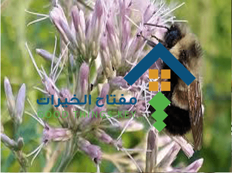شركة مكافحة النحل بشمال الرياض