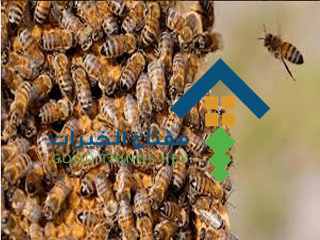 شركة مكافحة النحل جنوب الرياض