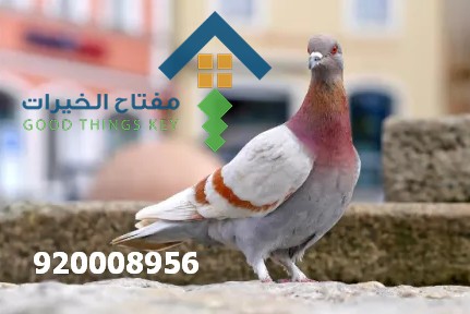 شركة طارد الحمام شرق الرياض 920008956