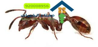 شركة مكافحة النمل الاسود الصغير