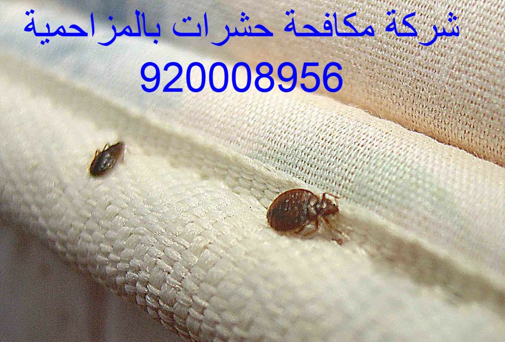 شركة مكافحة حشرات بالمزاحمية 920008956
