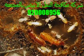 شركة مكافحة النمل الابيض بالمجمعه 920008956