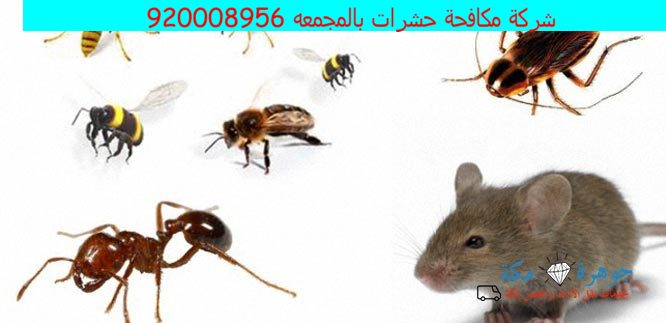 شركة مكافحة حشرات بالمجمعه 920008956