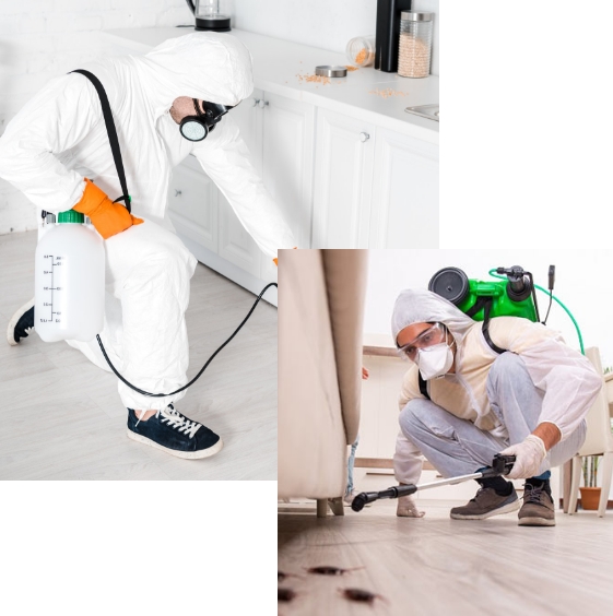 شركة رش مبيدات بالرس 0503162506