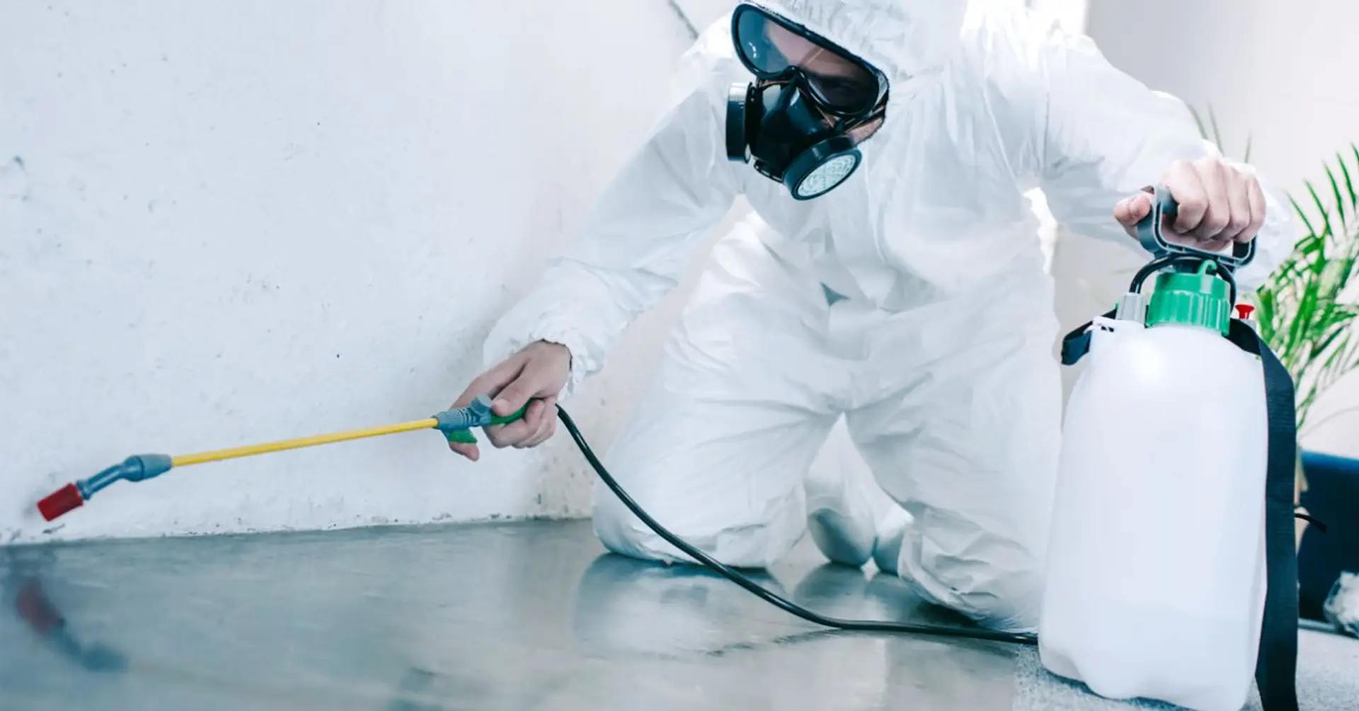 شركة مكافحة حشرات بالرس