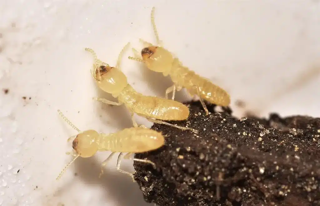 شركة مكافحة النمل الابيض بالرس