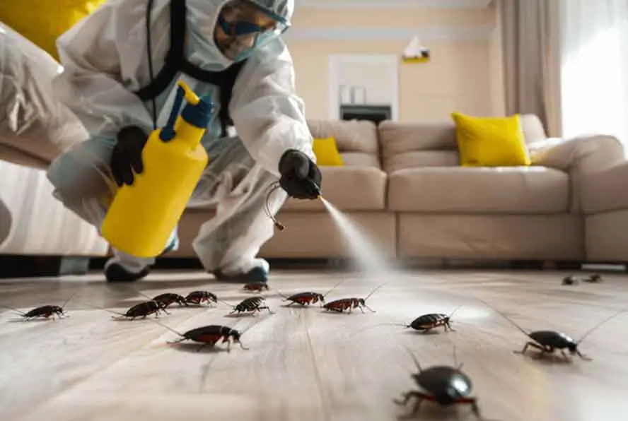 شركة مكافحة حشرات بحائل